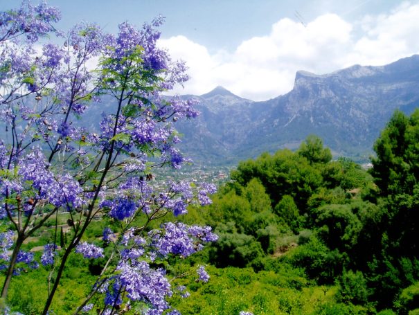 The Jacaranda Tree